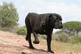 CANE CORSO 299